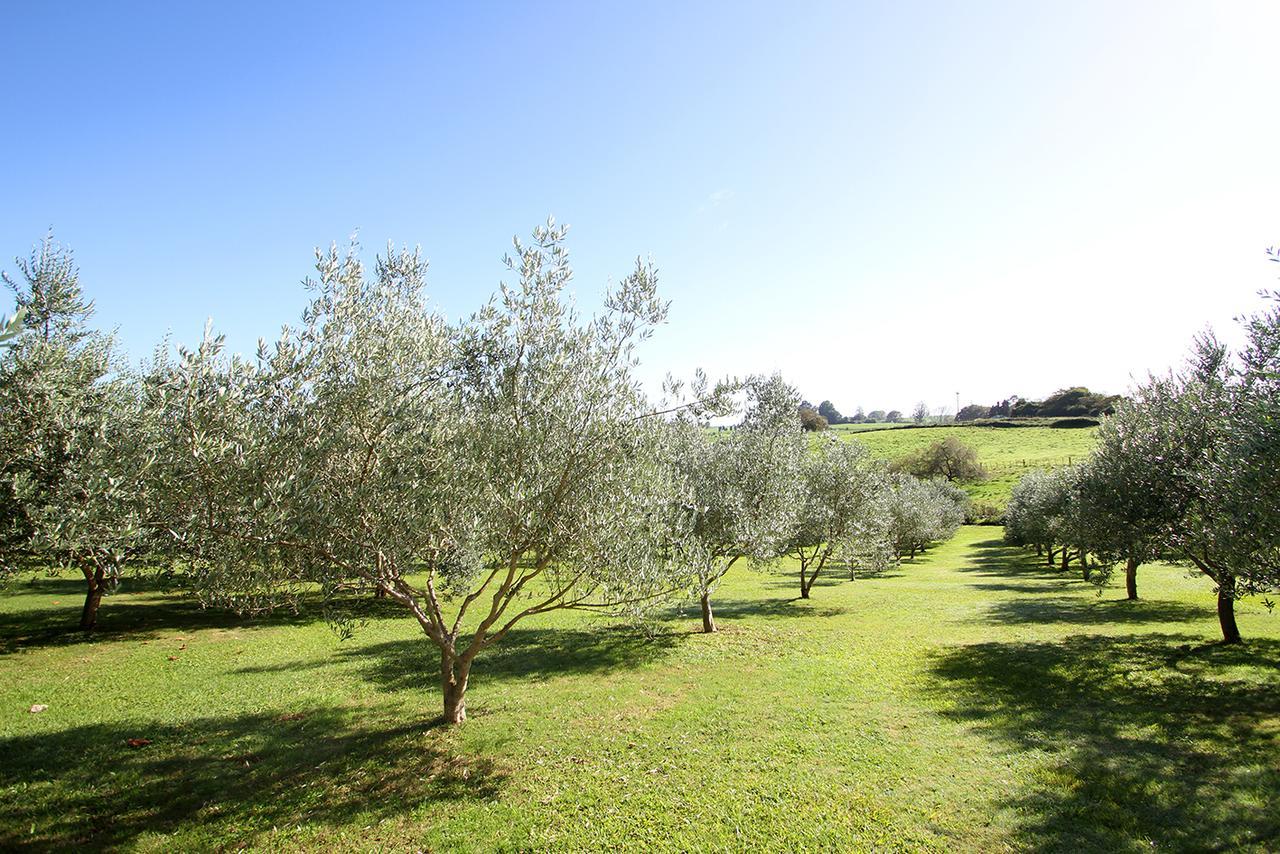 Ohaupo Olives Bed and Breakfast Exterior foto