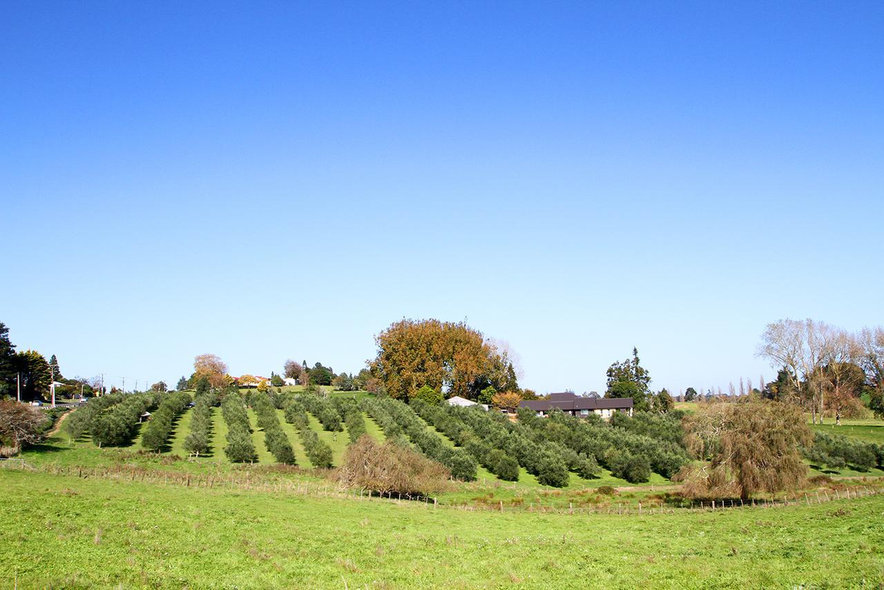 Ohaupo Olives Bed and Breakfast Exterior foto